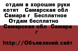 отдам в хорошие руки котят - Самарская обл., Самара г. Бесплатное » Отдам бесплатно   . Самарская обл.,Самара г.